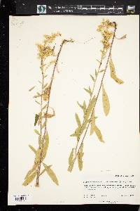 Solidago lepida image