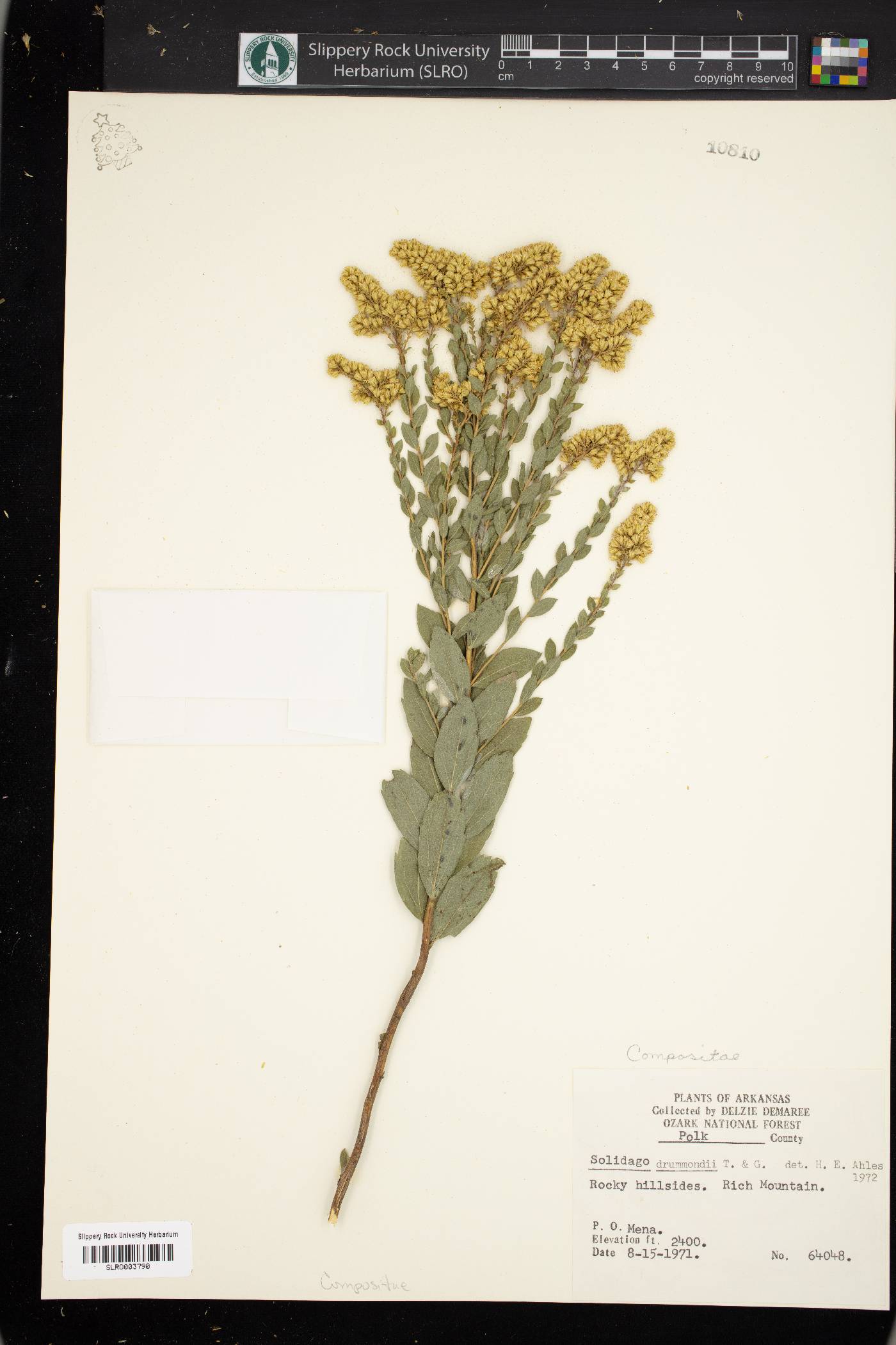 Solidago drummondii image