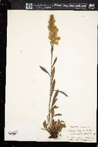 Solidago hispida image