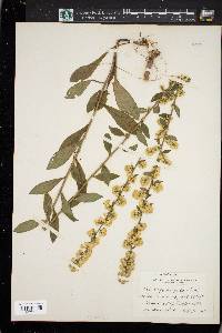 Solidago bicolor image