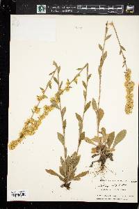 Solidago hispida image