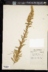 Solidago hispida image