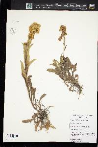 Solidago multiradiata image