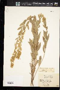 Solidago petiolaris image