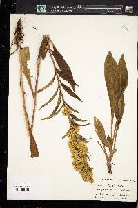 Solidago purshii image