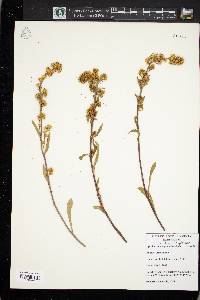 Solidago simplex var. simplex image