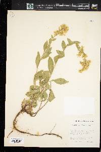 Solidago velutina image