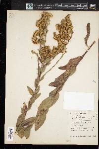 Solidago speciosa image