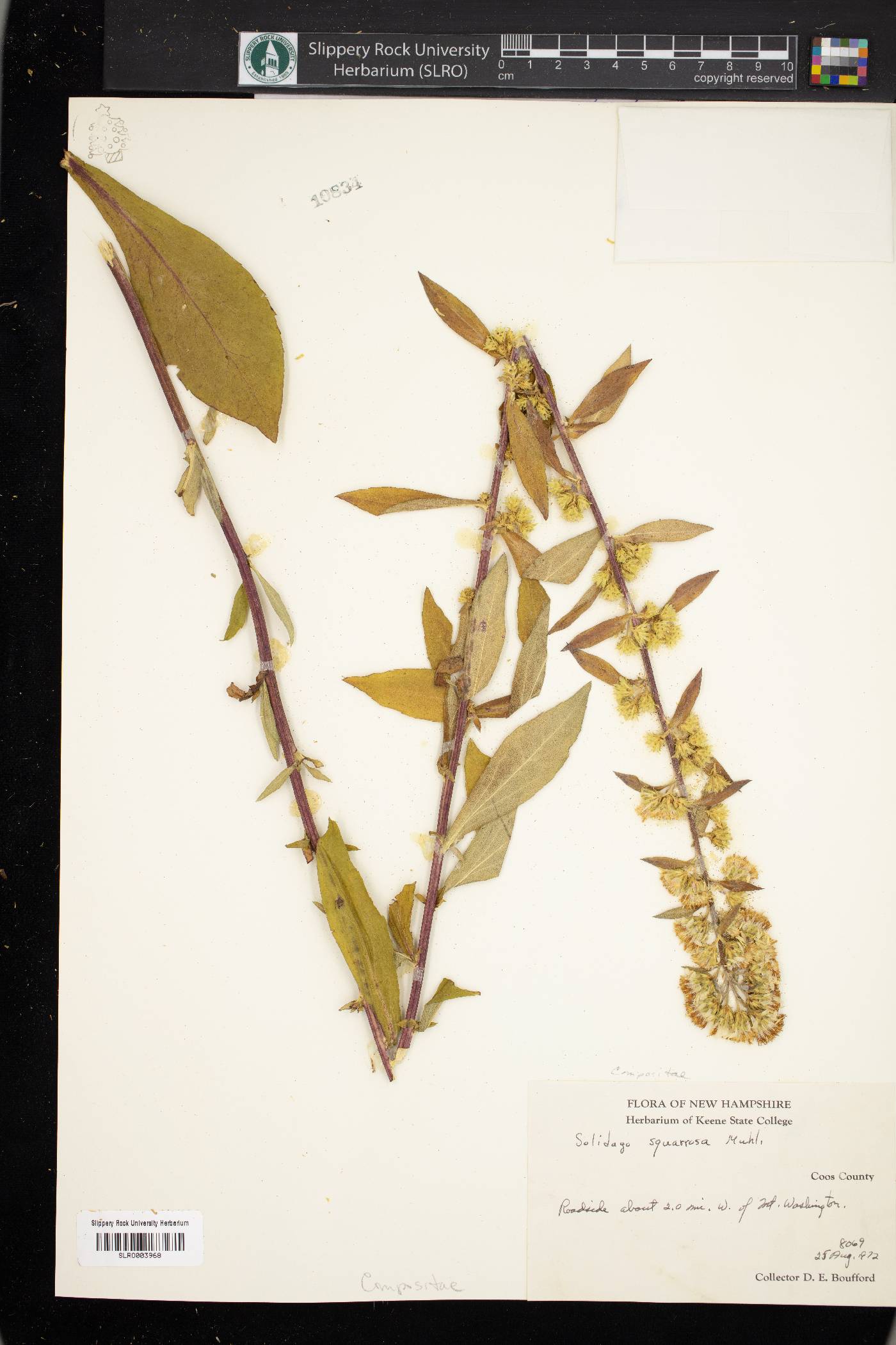 Solidago squarrosa image