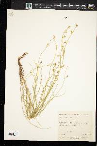 Stephanomeria exigua image