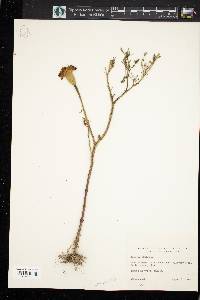 Image of Tagetes minima