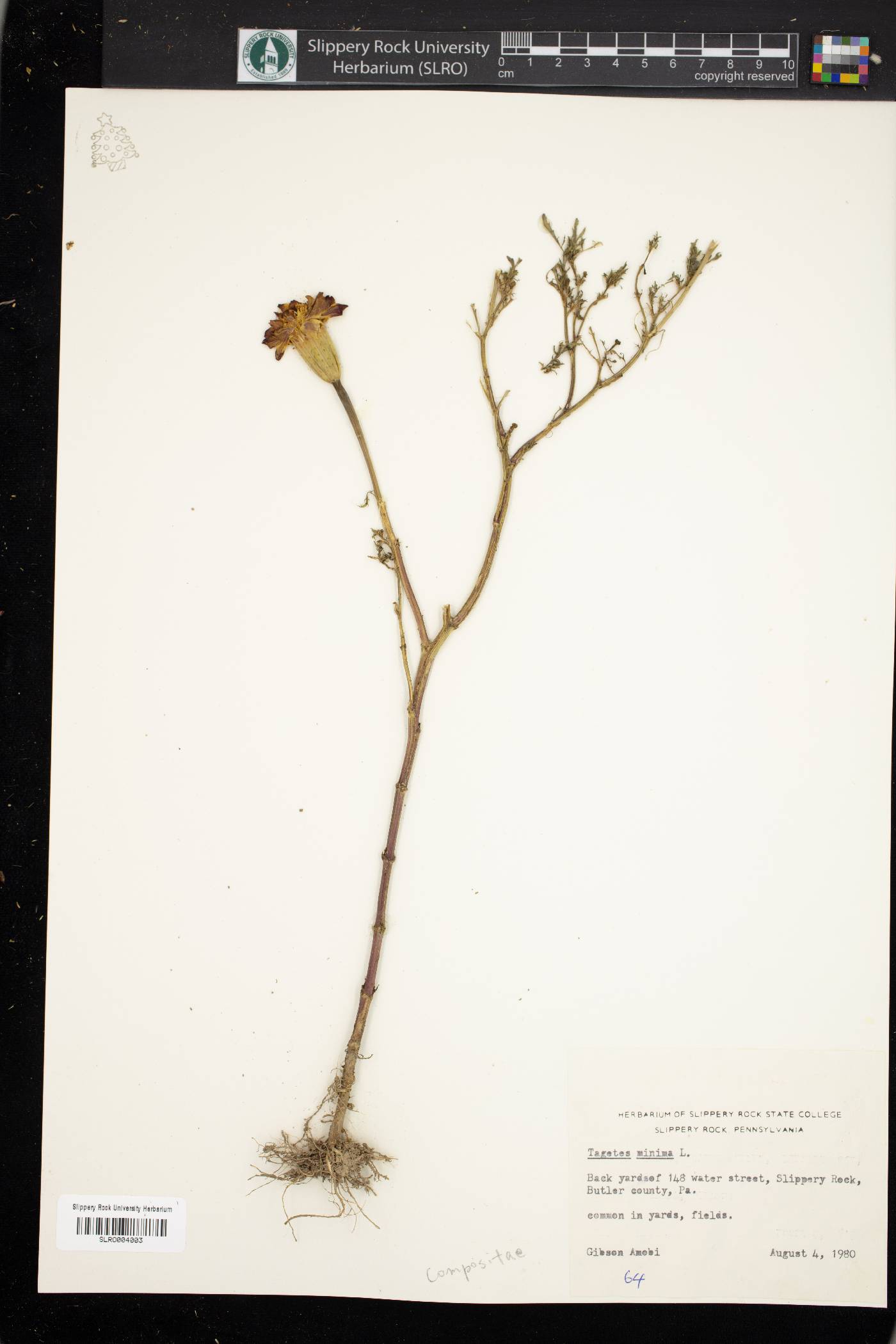 Tagetes minima image