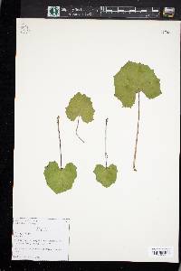 Tussilago farfara image