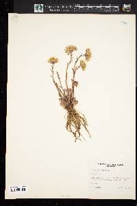 Tussilago farfara image