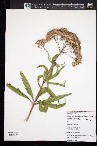 Eupatoriadelphus fistulosus image