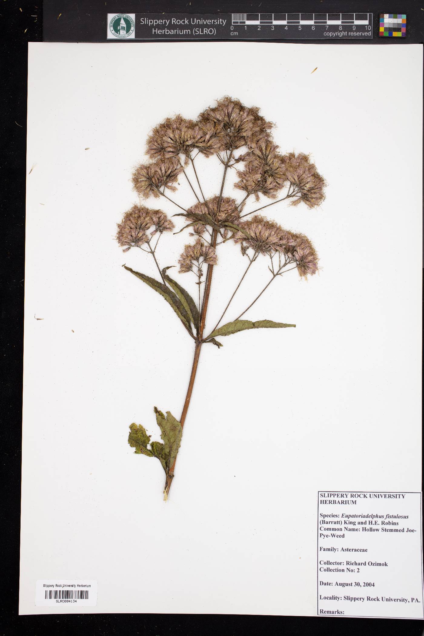 Eupatoriadelphus fistulosus image