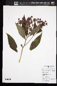 Vernonia noveboracensis image