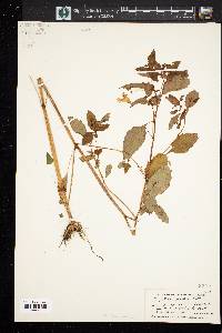 Impatiens pallida image