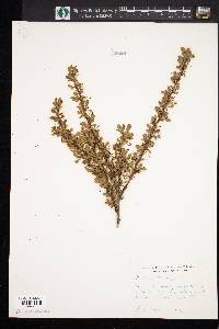 Berberis thunbergii image