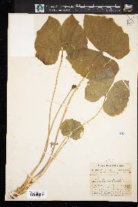 Jeffersonia diphylla image