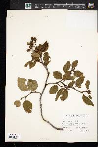 Alnus crispa image