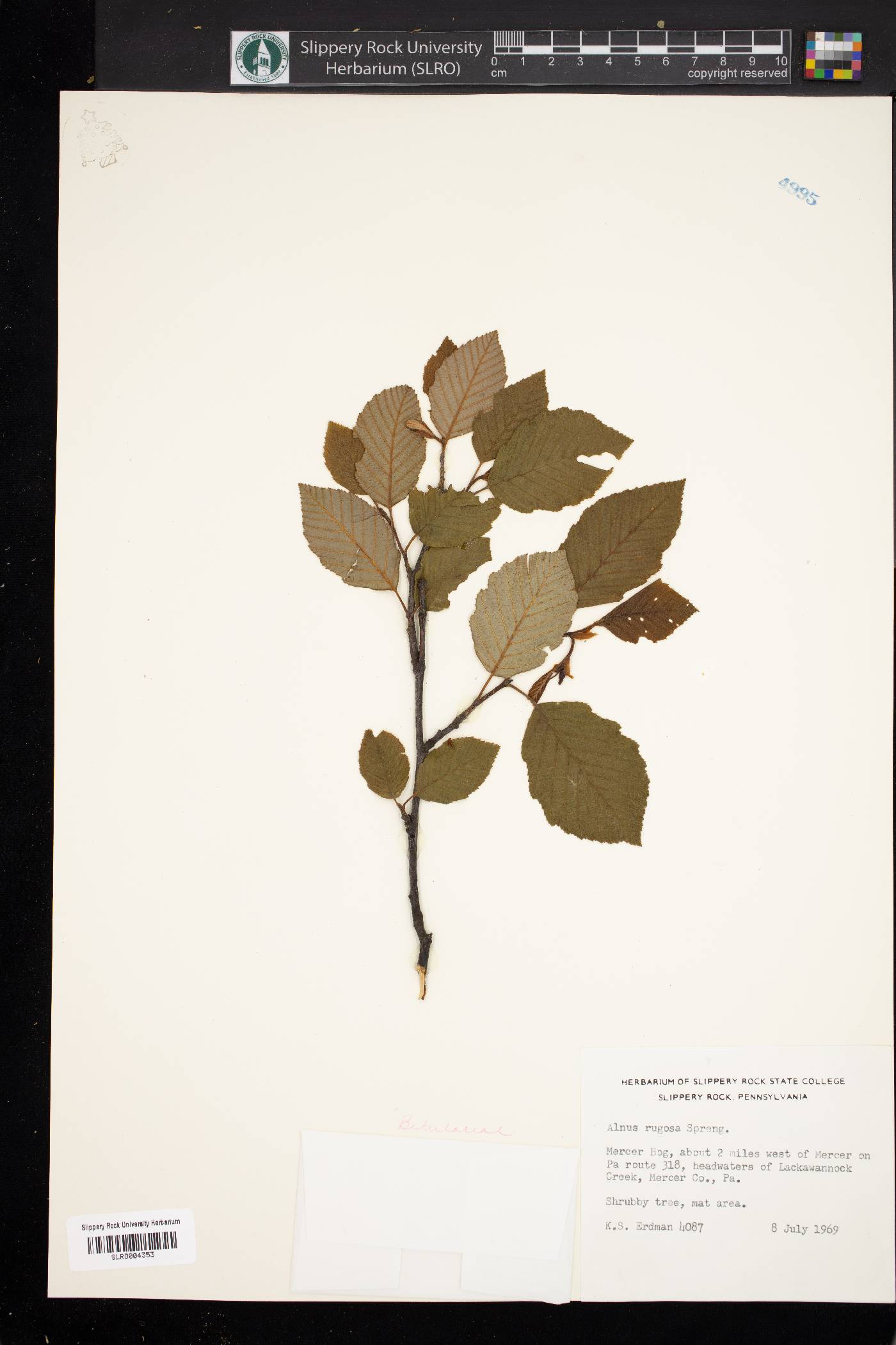 Alnus rugosa image