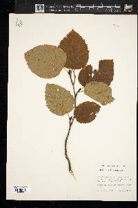 Alnus sinuata image