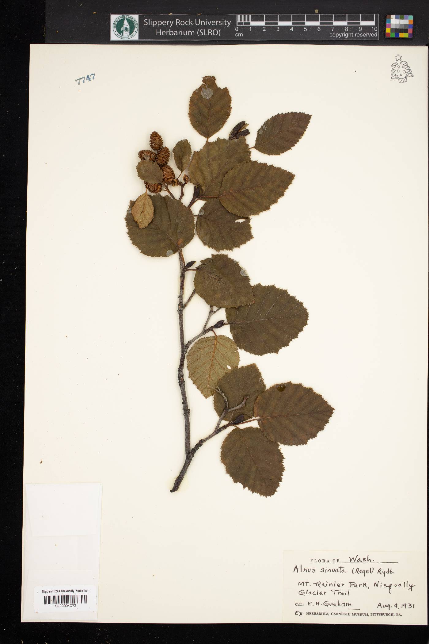 Alnus sinuata image