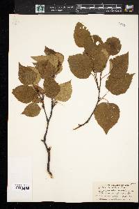 Betula cordifolia image