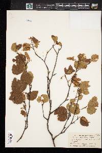 Betula cordifolia image