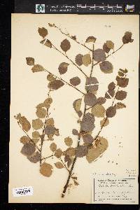 Betula occidentalis image