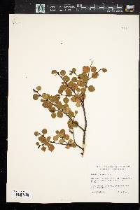 Betula glandulosa image