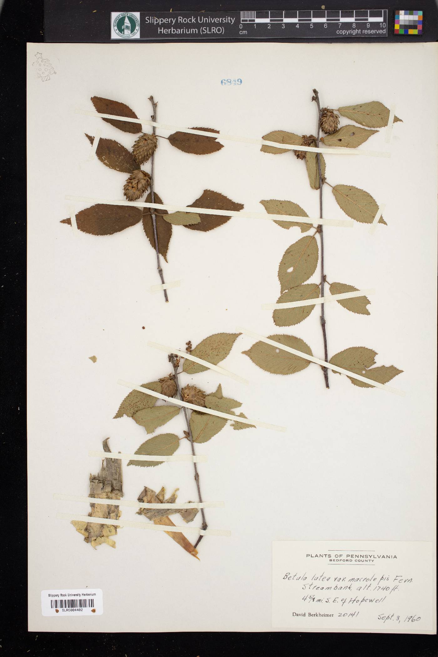 Betula lutea var. macrolepis image