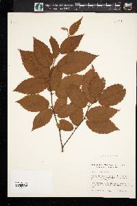 Betula lutea image