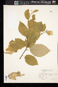 Betula lutea image