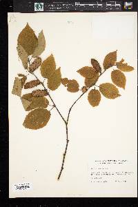 Betula lutea image