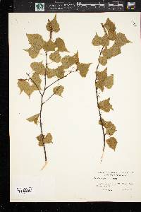 Betula populifolia image