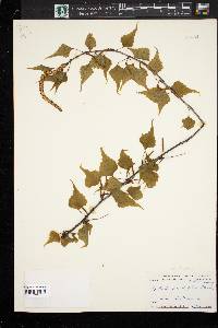 Betula populifolia image