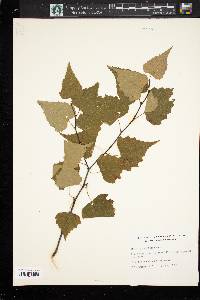 Betula populifolia image