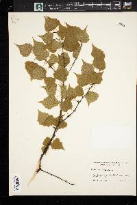 Betula populifolia image