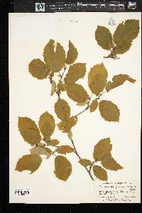 Corylus californica image