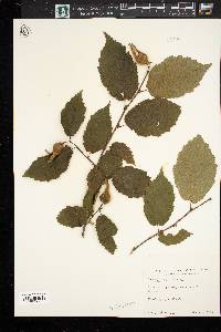 Corylus cornuta image