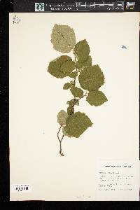 Corylus cornuta image