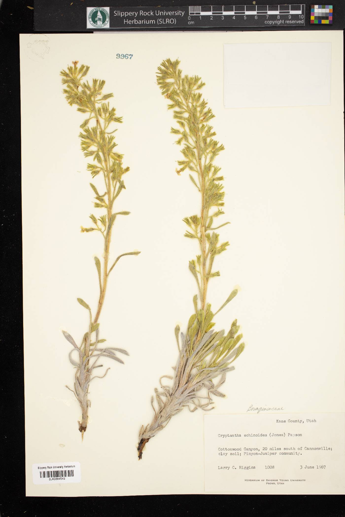 Cryptantha echinoides image