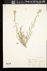 Cryptantha interrupta image