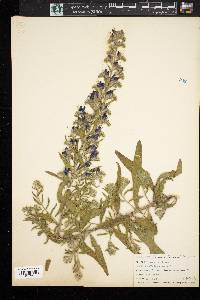 Echium vulgare image