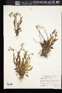 Myosotis alpestris image