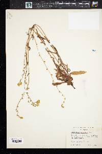 Plagiobothrys nothofulvus image