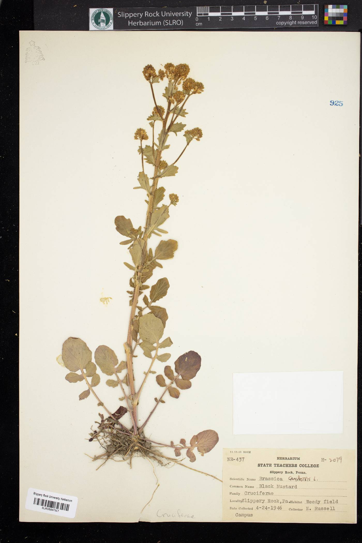 Brassica rapa var. rapa image