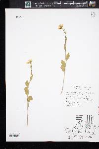 Cardamine bulbosa image